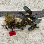 Bucephalandra Dark Emerald 105