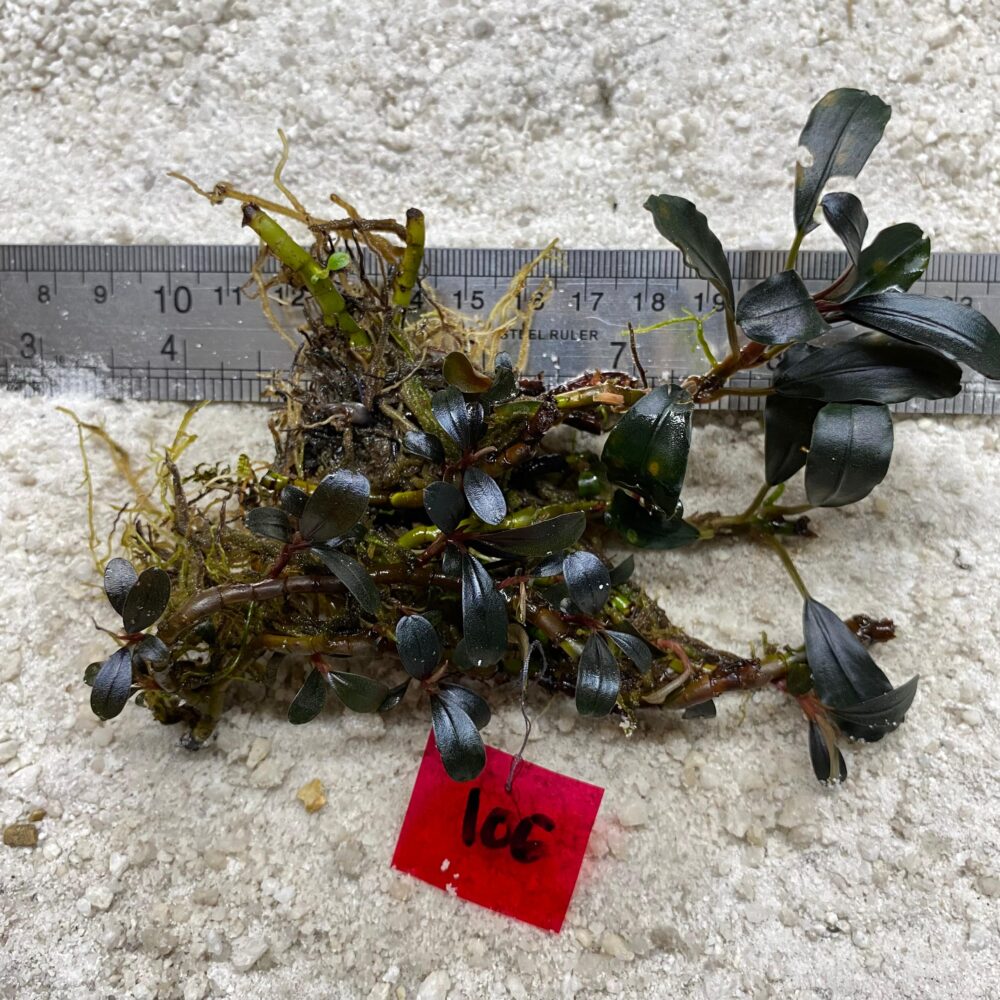 Bucephalandra Dark Emerald 106