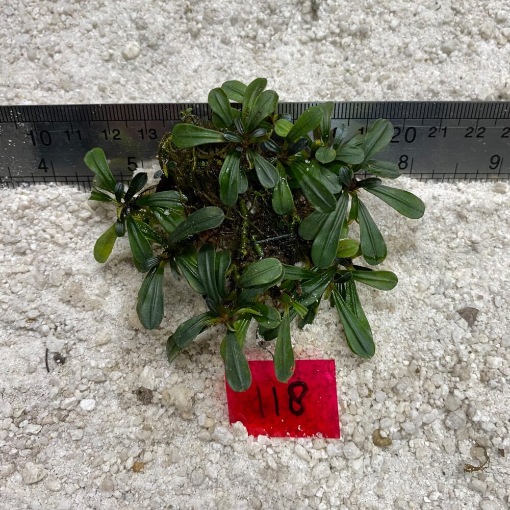 Bucephalandra Kapit 118