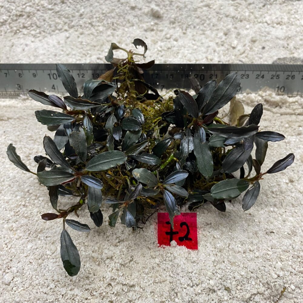 Bucephalandra Kedagang 72