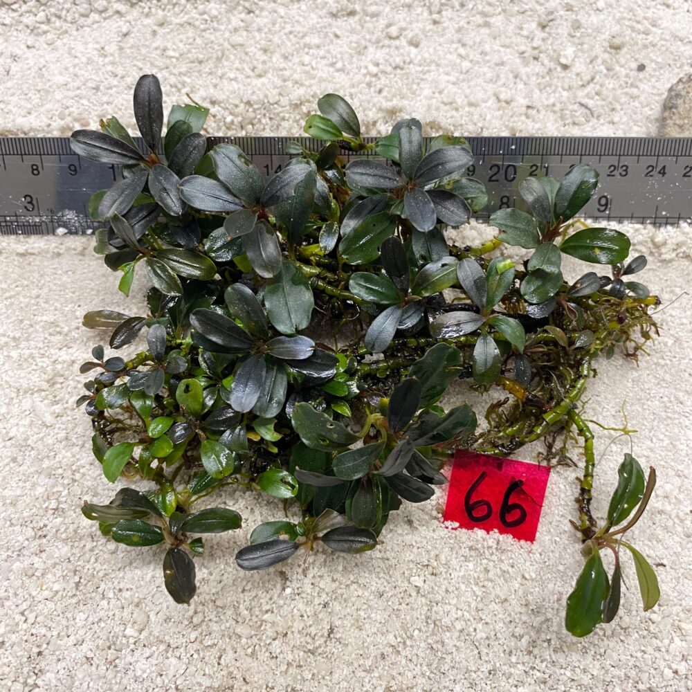 Bucephalandra Kedagang Purple 66