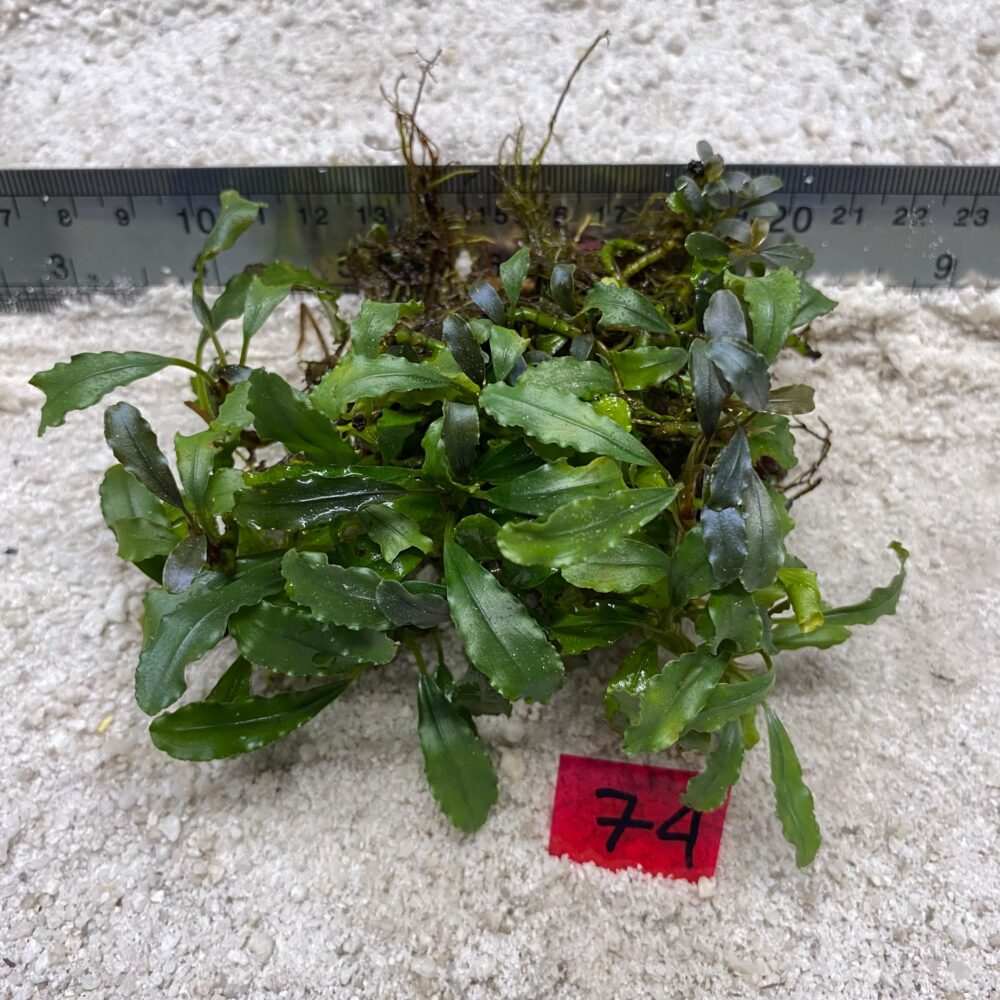 Bucephalandra Lamandau Classic 74