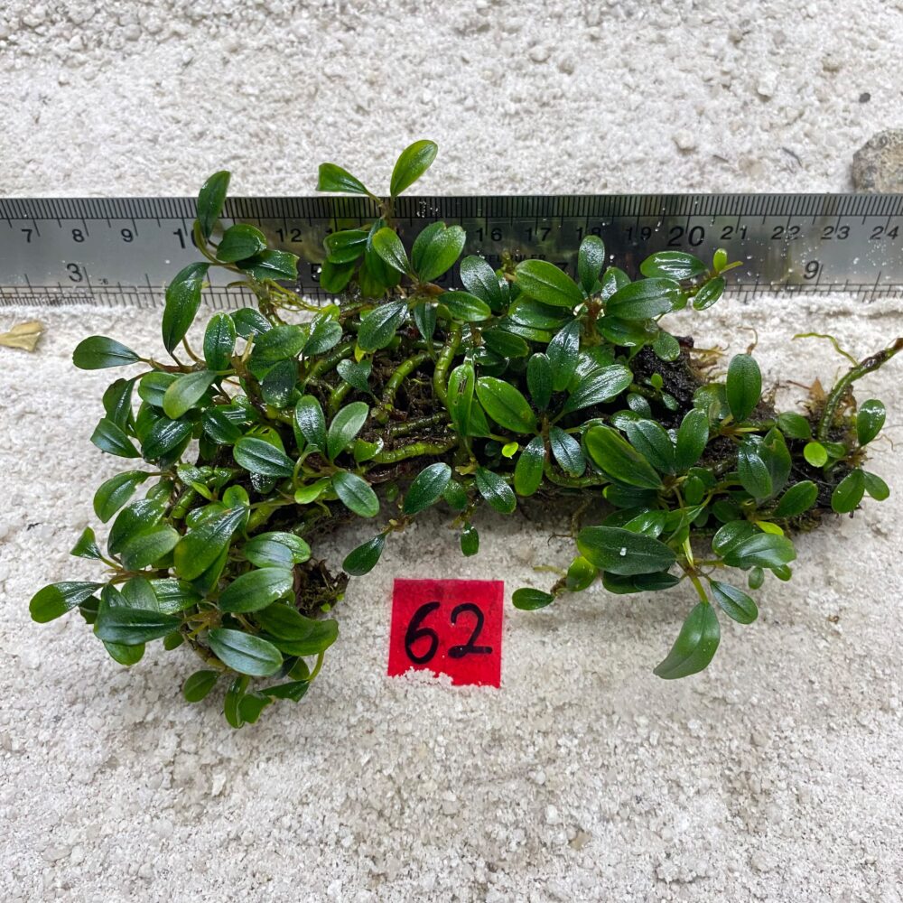 Bucephalandra Lamandau Mini 62