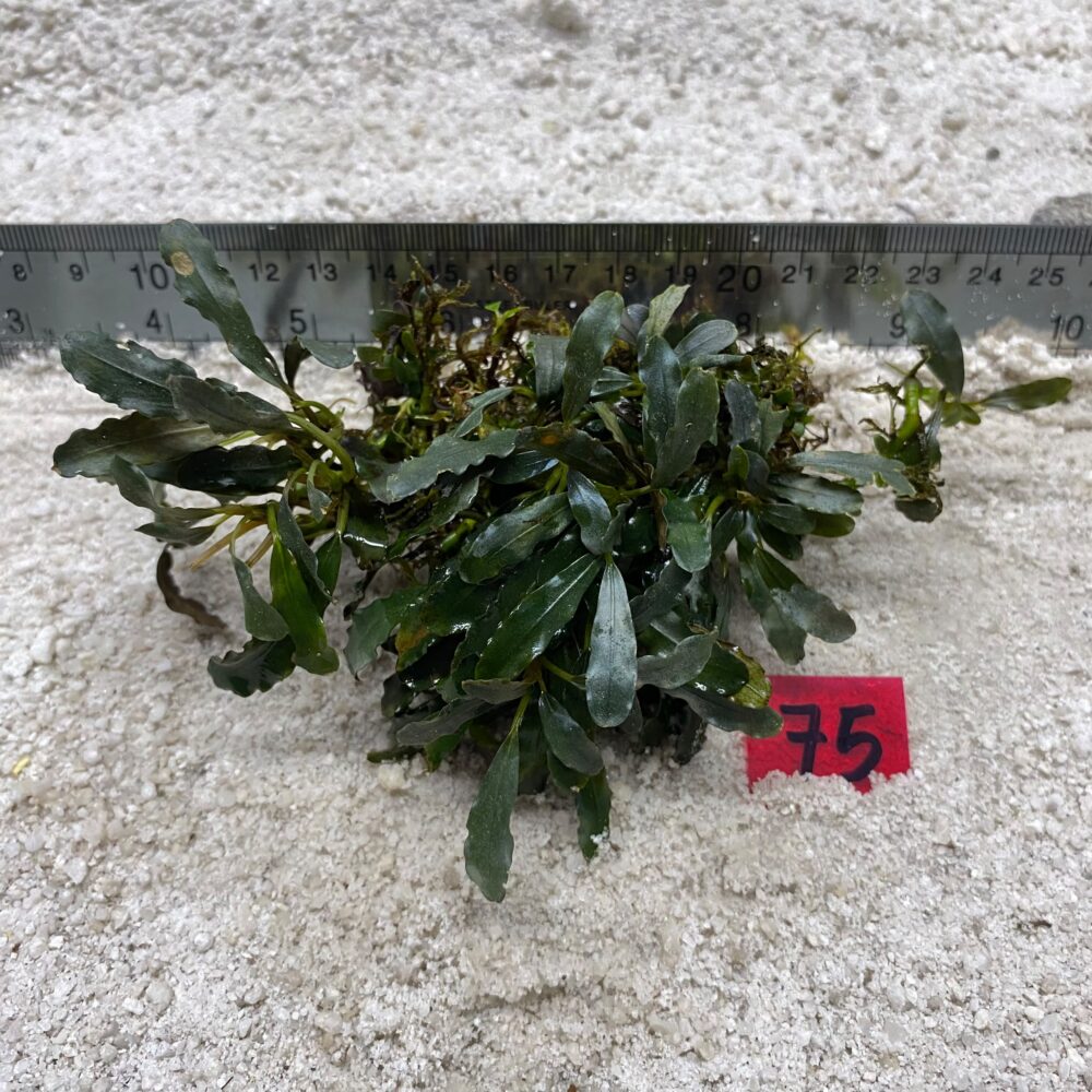 Bucephalandra Lamandau Purple 75