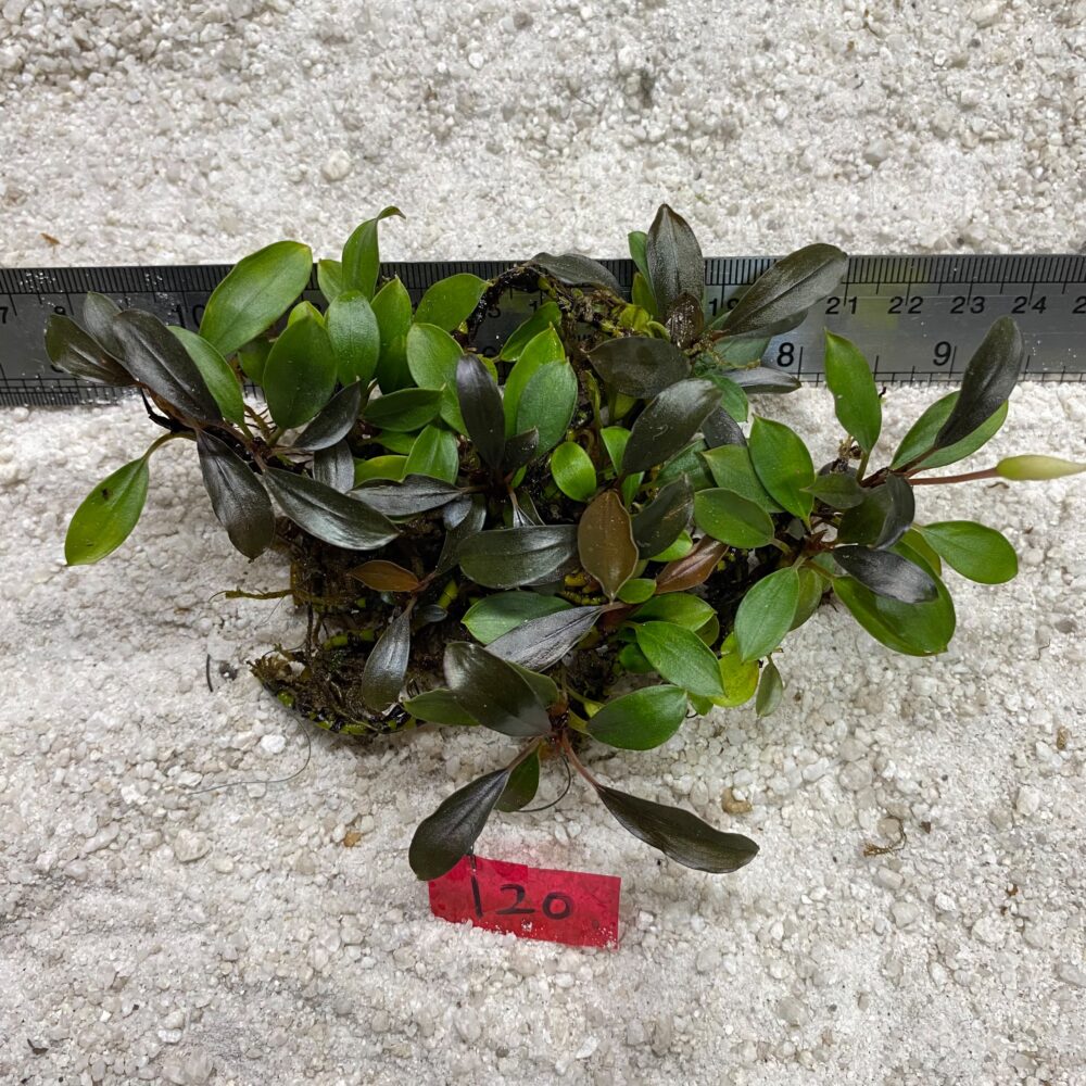 Lamandau Violet 120