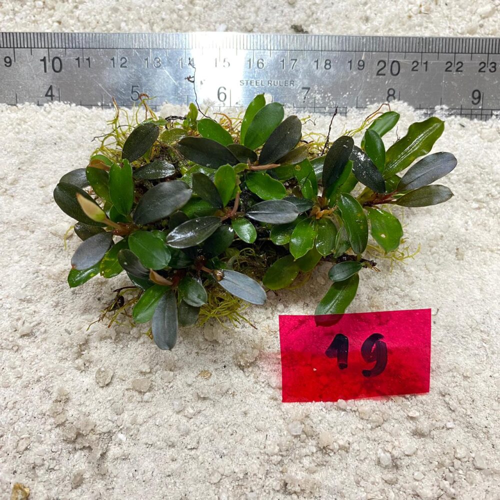 Lamandau Violet 49