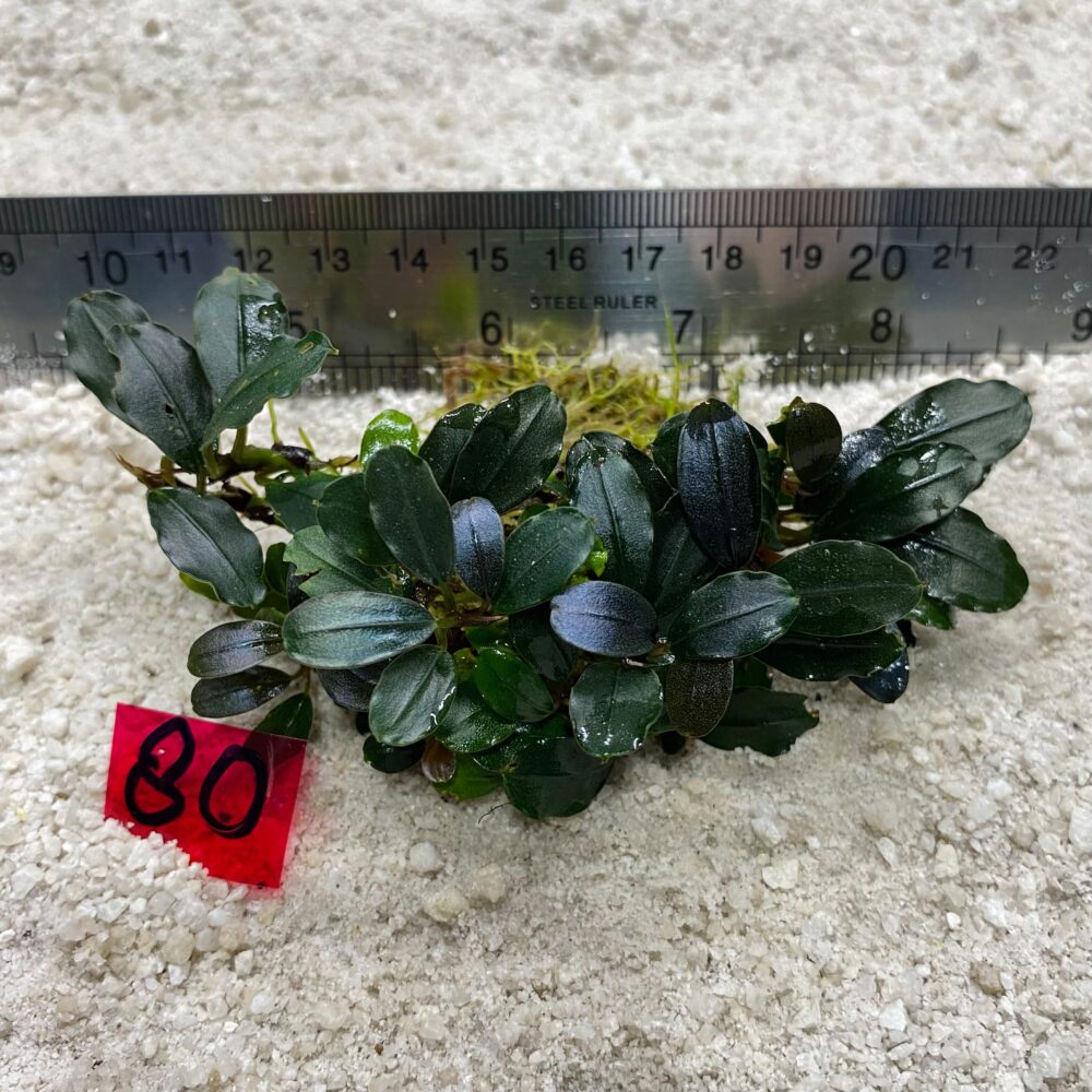 Bucephalandra Midnight Blue 80