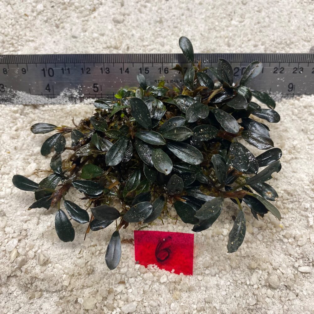 Bucephalandra Midnight Green 6