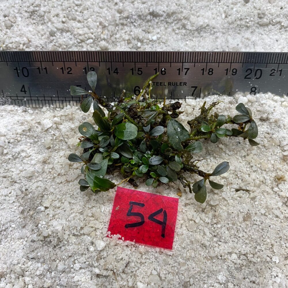 Bucephalandra Mini Brownie 54
