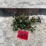 Bucephalandra Mini Brownie 54