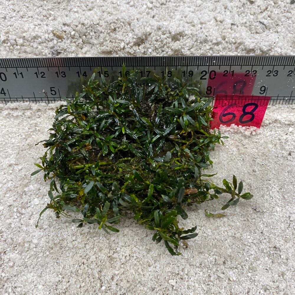Bucephalandra Mini Chili 68