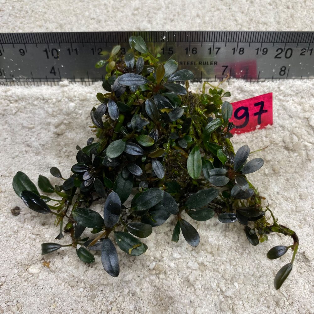 Bucephalandra Almond Teal 97