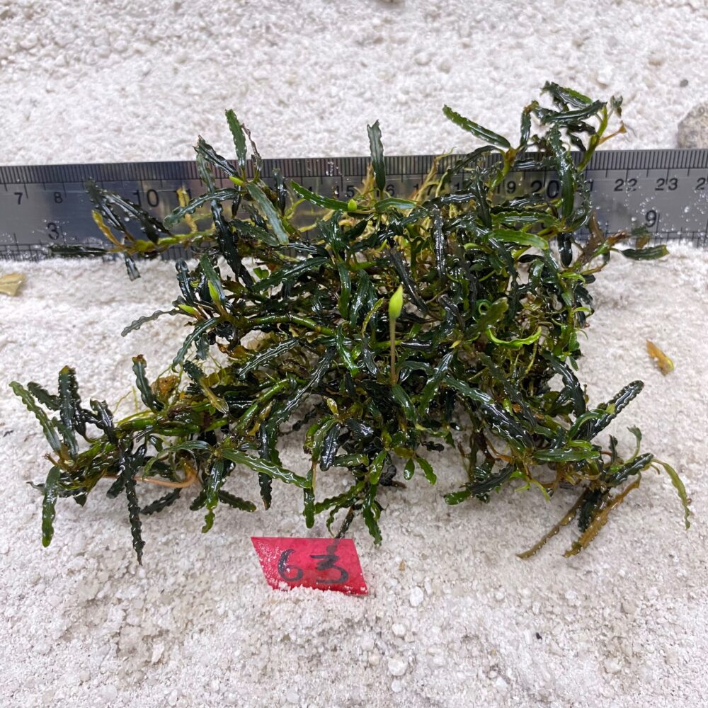 Bucephalandra Mini Velvet 63
