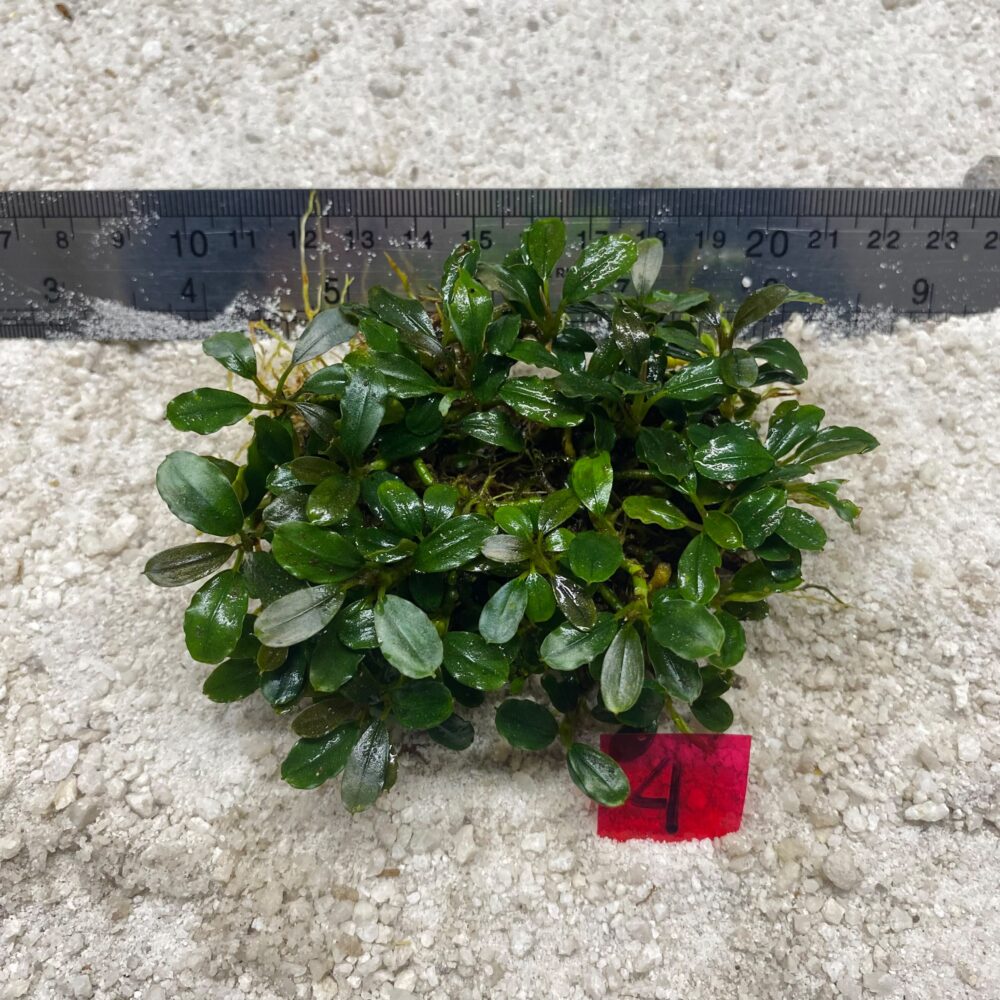 Bucephalandra Mini Venus 4