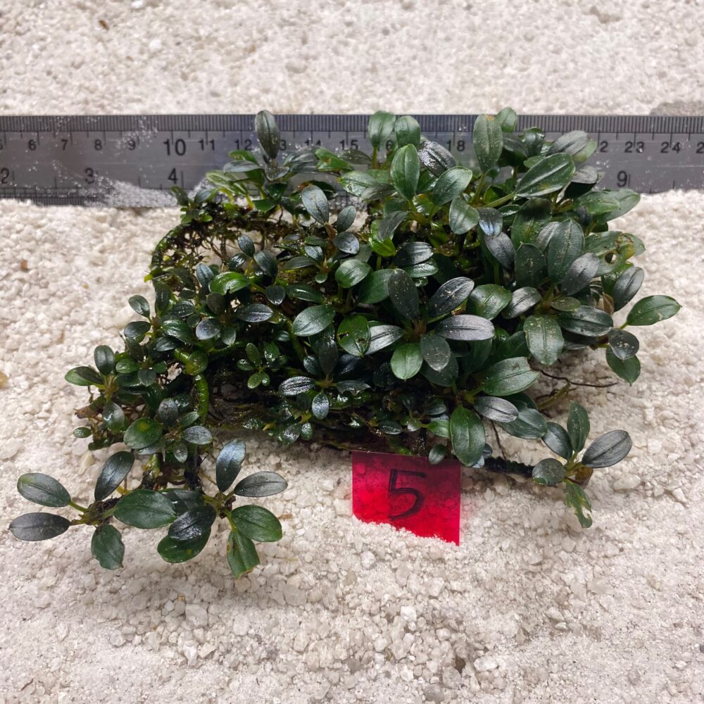 Bucephalandra Mini Venus 5