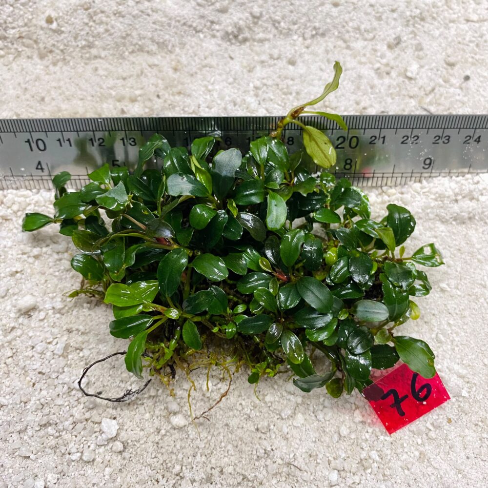 Bucephalandra Mini Venus 76