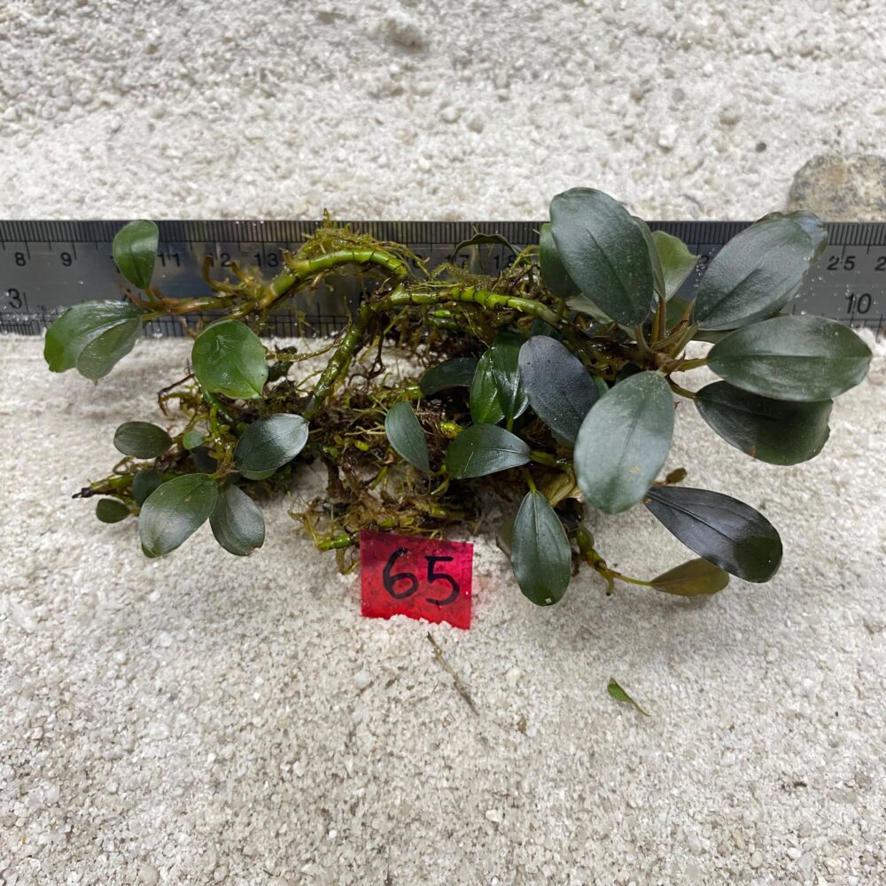 Bucephalandra Night Blue 65