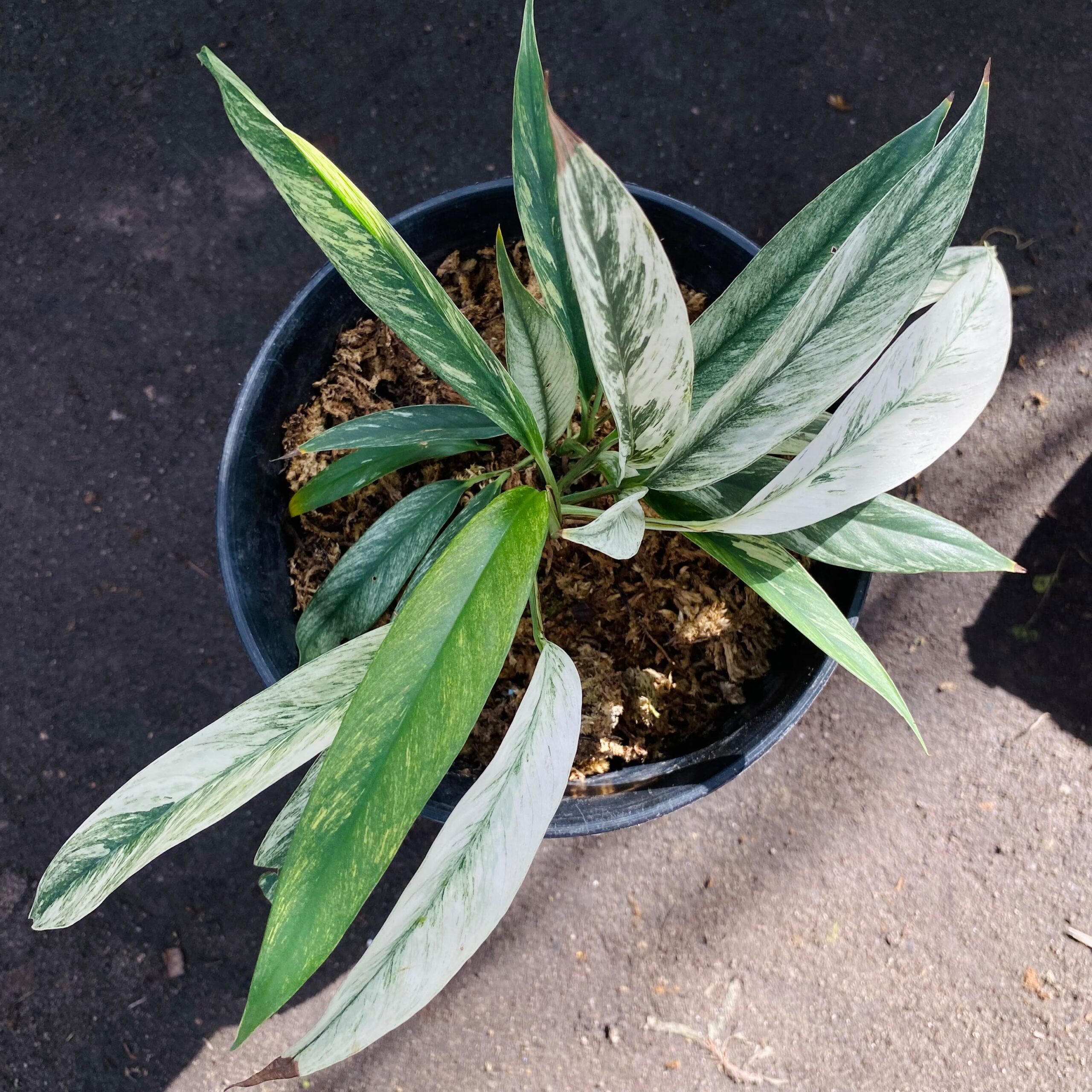 Rhapidophora Lobii