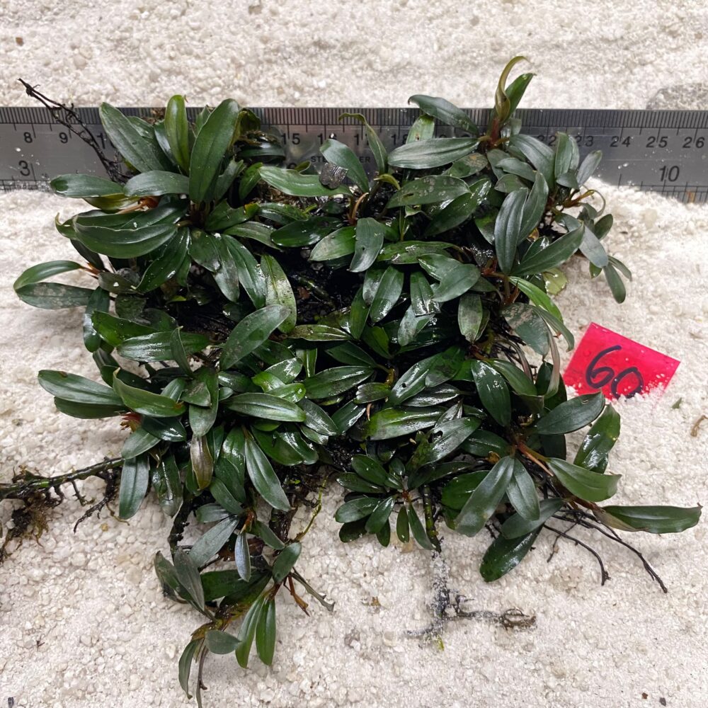 Bucephalandra Royal Brownie 60