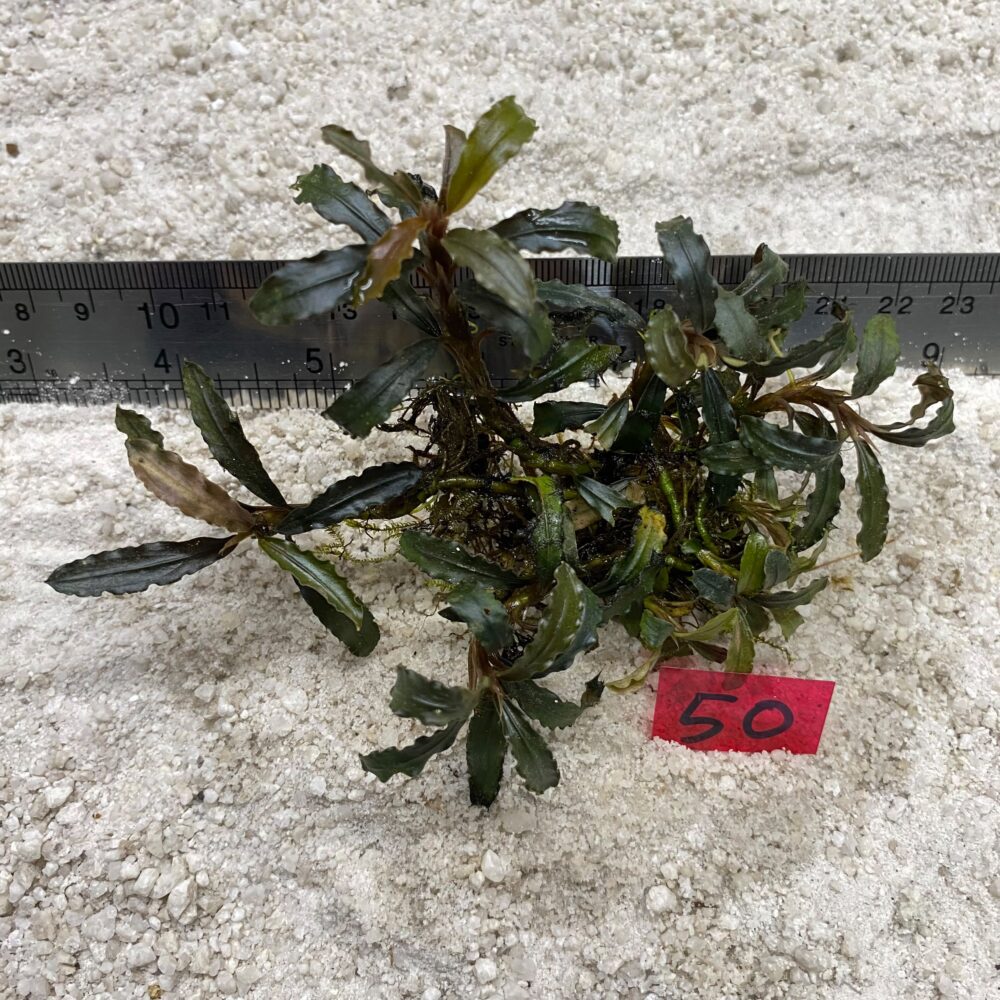 Bucephalandra Rustic Brownie 50