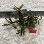 Bucephalandra Rustic Brownie 50