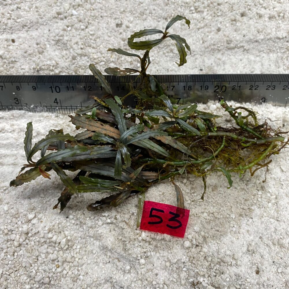Bucephalandra Rustic Brownie 53