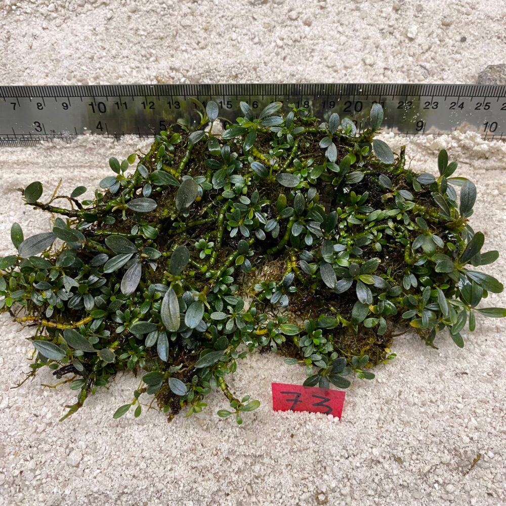 Bucephalandra Super Mini 73