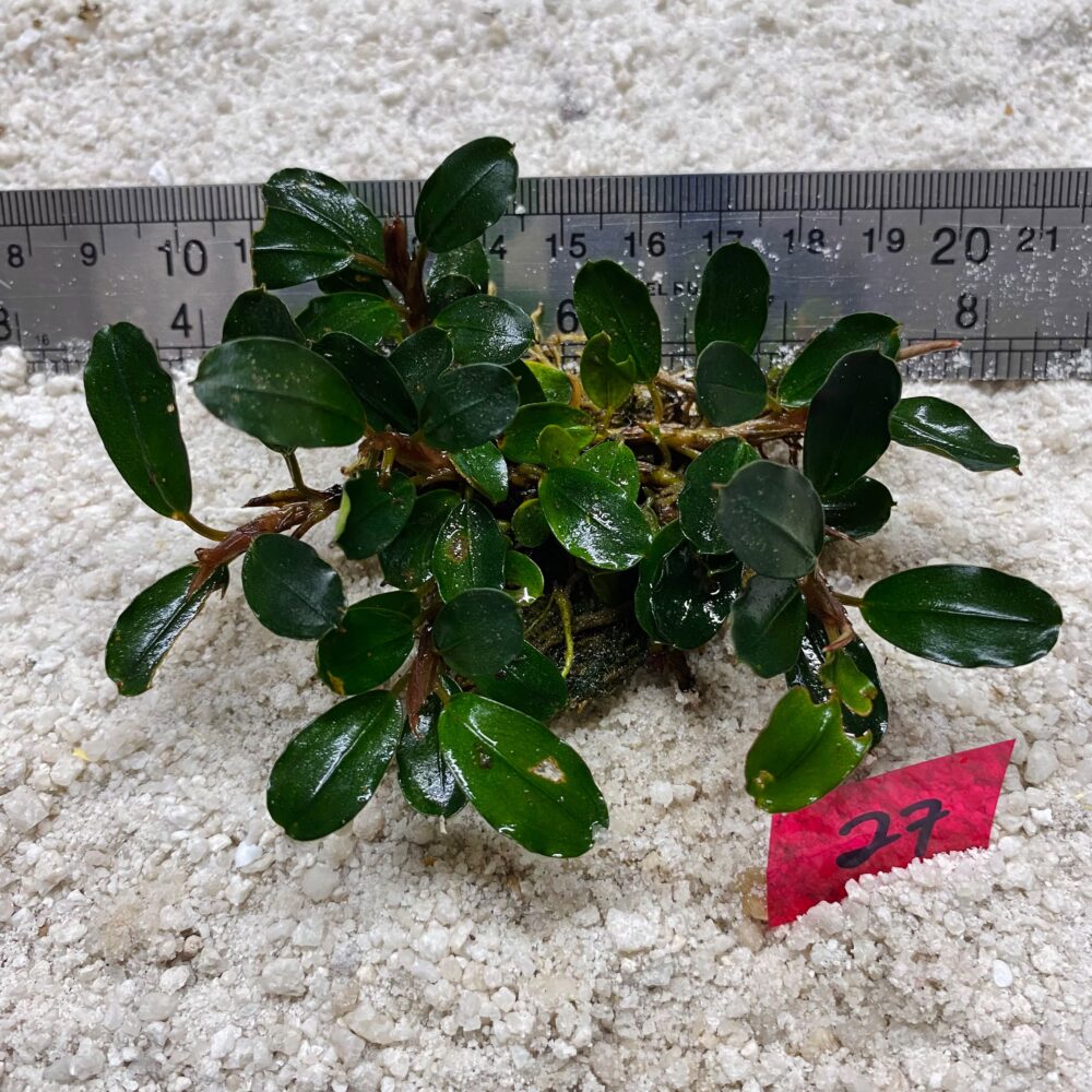 Bucephalandra Theia 27