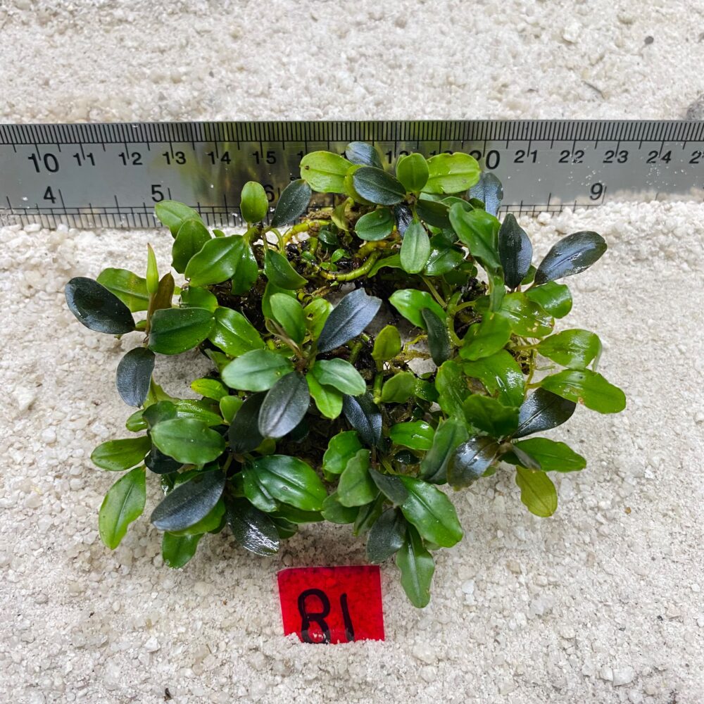 Bucephalandra Velvet Shadow 81