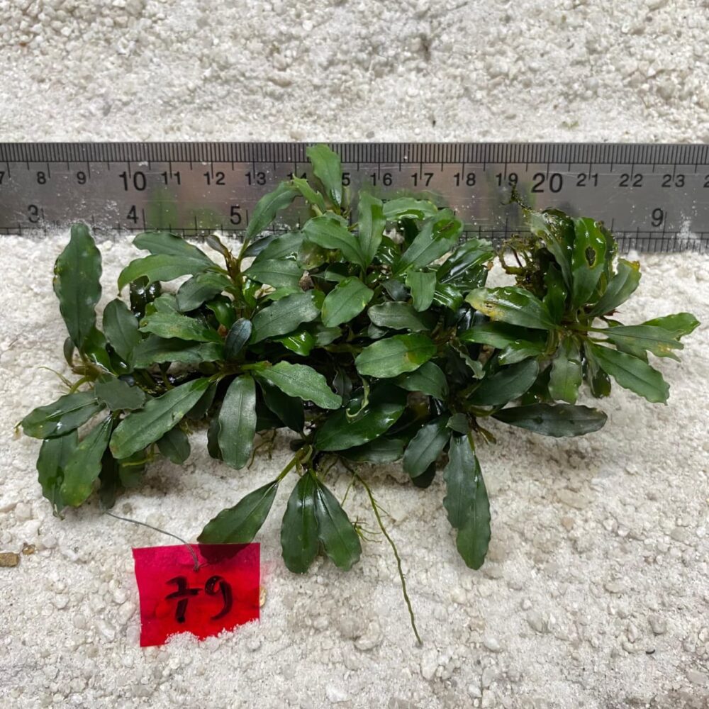 Bucephalandra Brownie blue 79