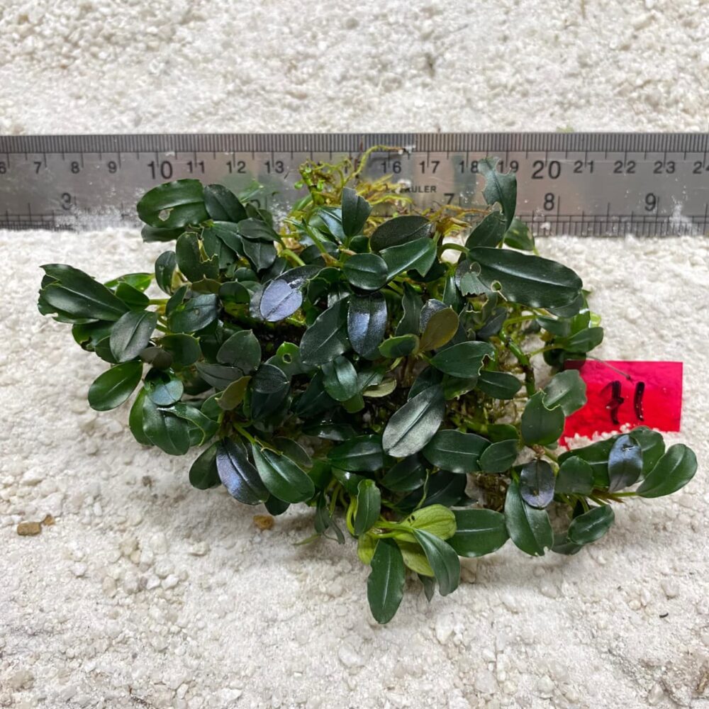 Bucephalandra Apple Leaf Borneo 71