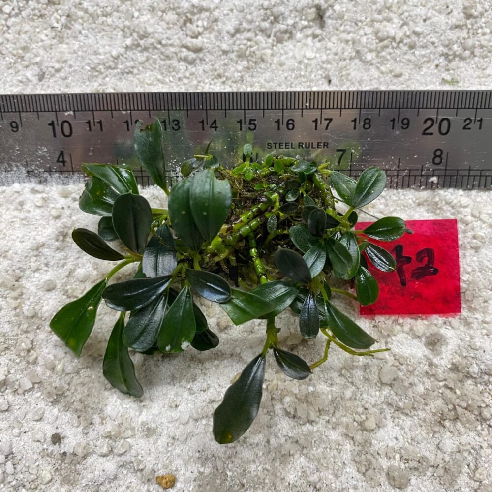 Bucephalandra Apple Leaf Borneo 72