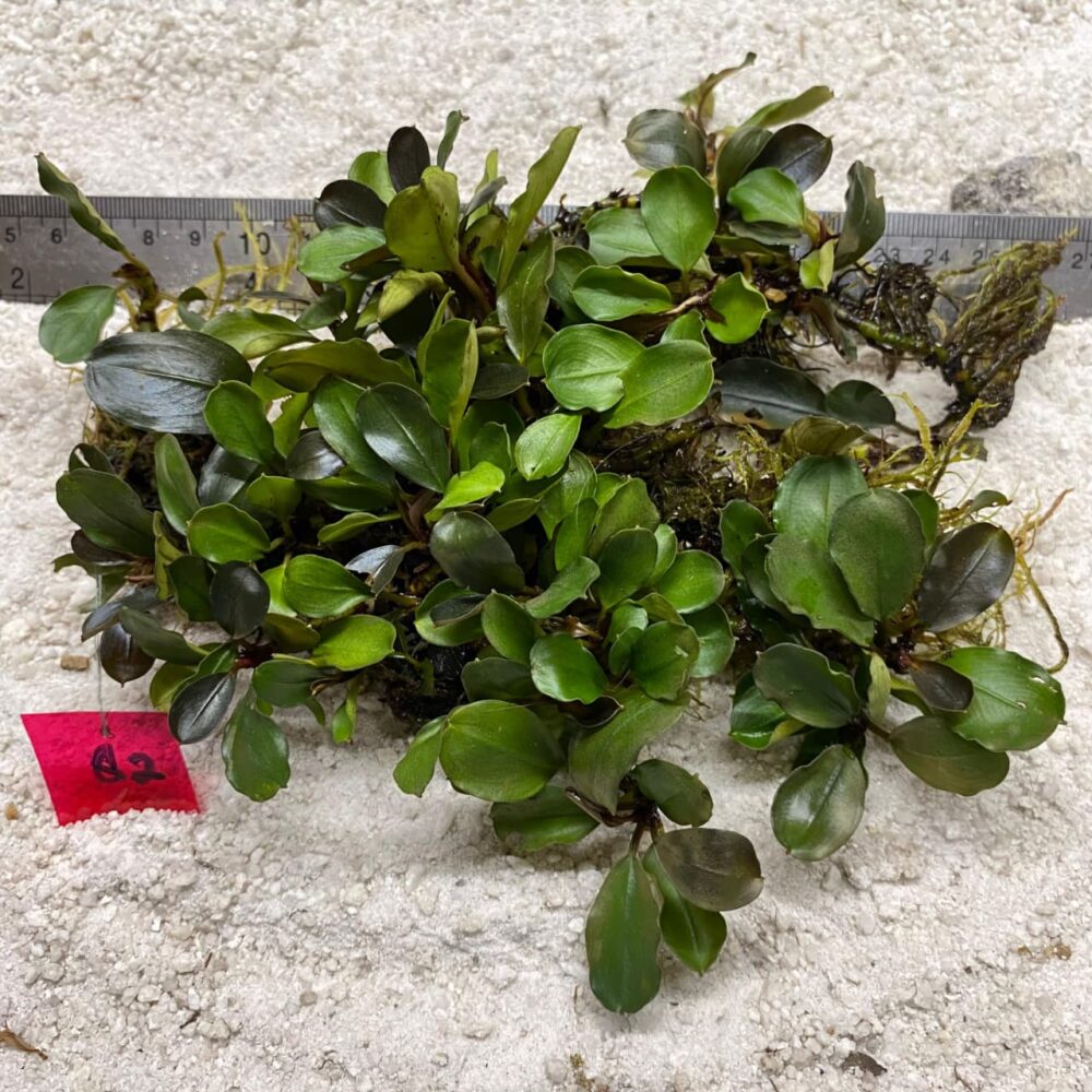 Bucephalandra Brownie Amanda 82