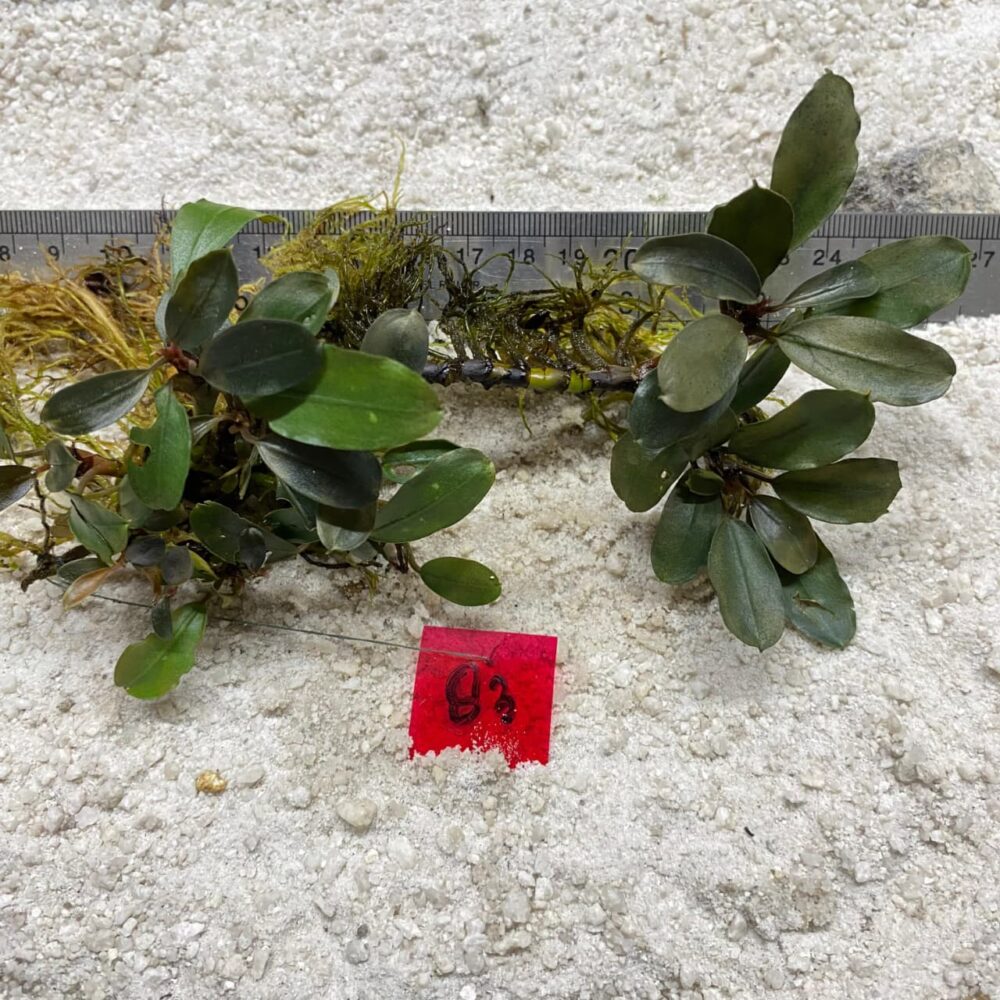 Bucephalandra Black Venus 83