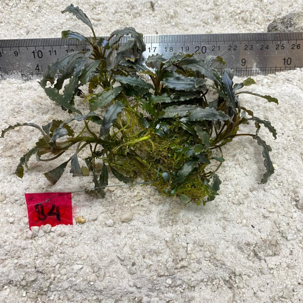 Bucephalandra Biblis 84
