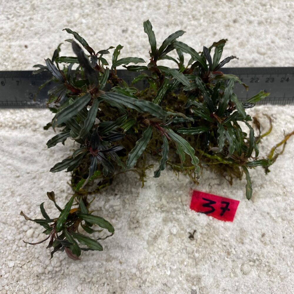 Bucephalandra Almond Teal 37