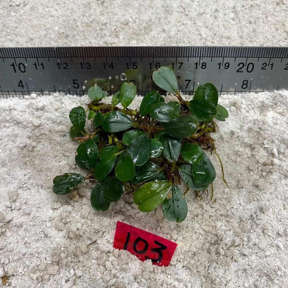 Bucephalandra Apple Leaf 103
