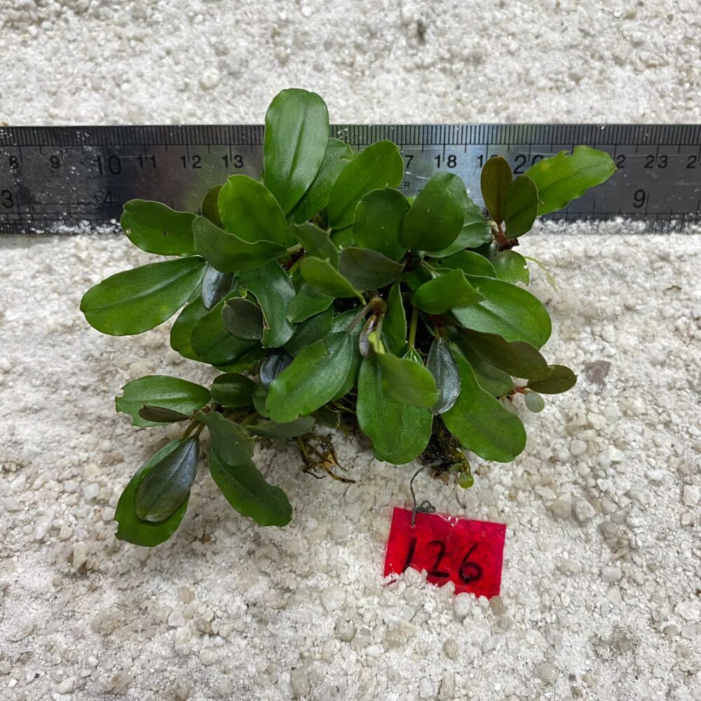 Bucephalandra Appel Leaf 126