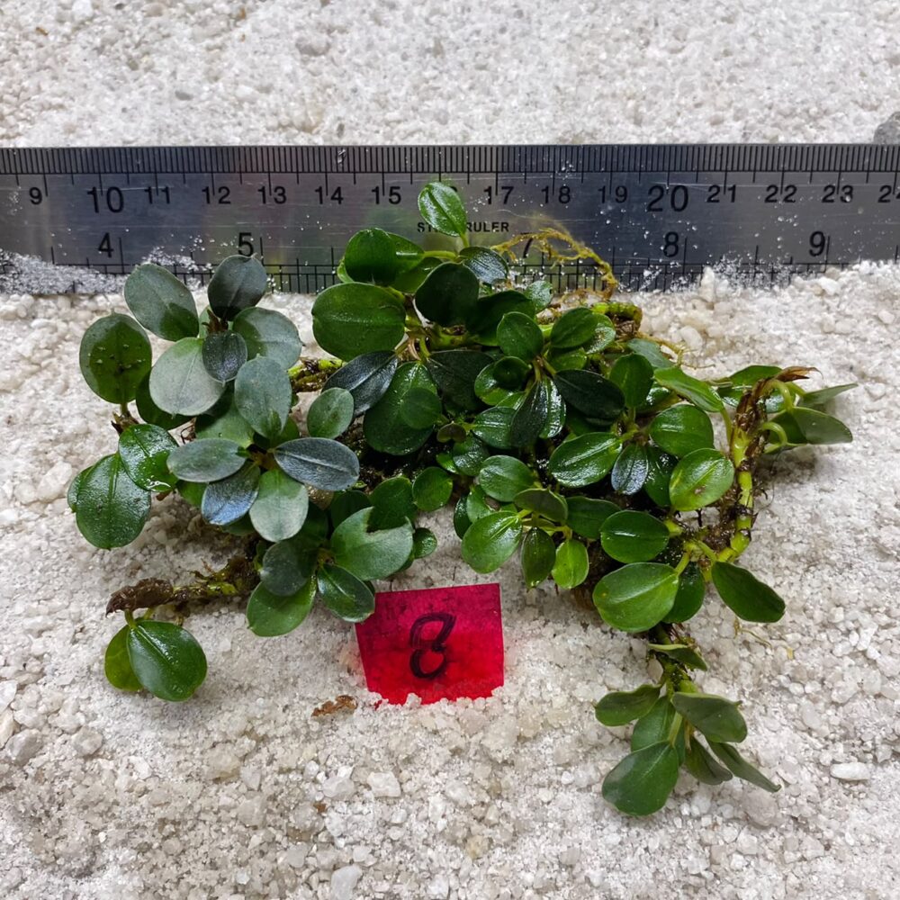 Bucephalandra Apple Leaf 8