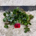 Bucephalandra Apple Leaf 8