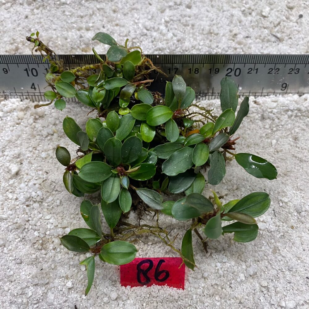 Bucephalandra Apple Leaf 86