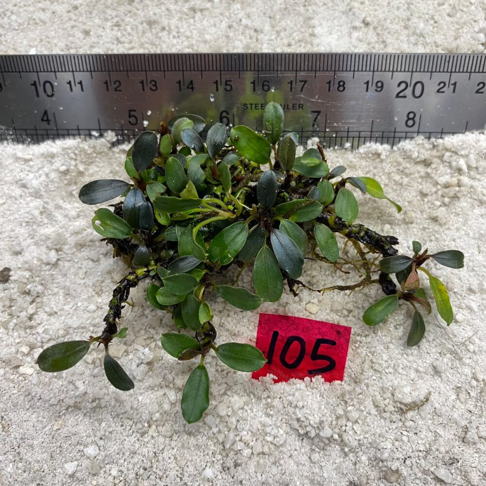 Bucephalandra Biblis 105