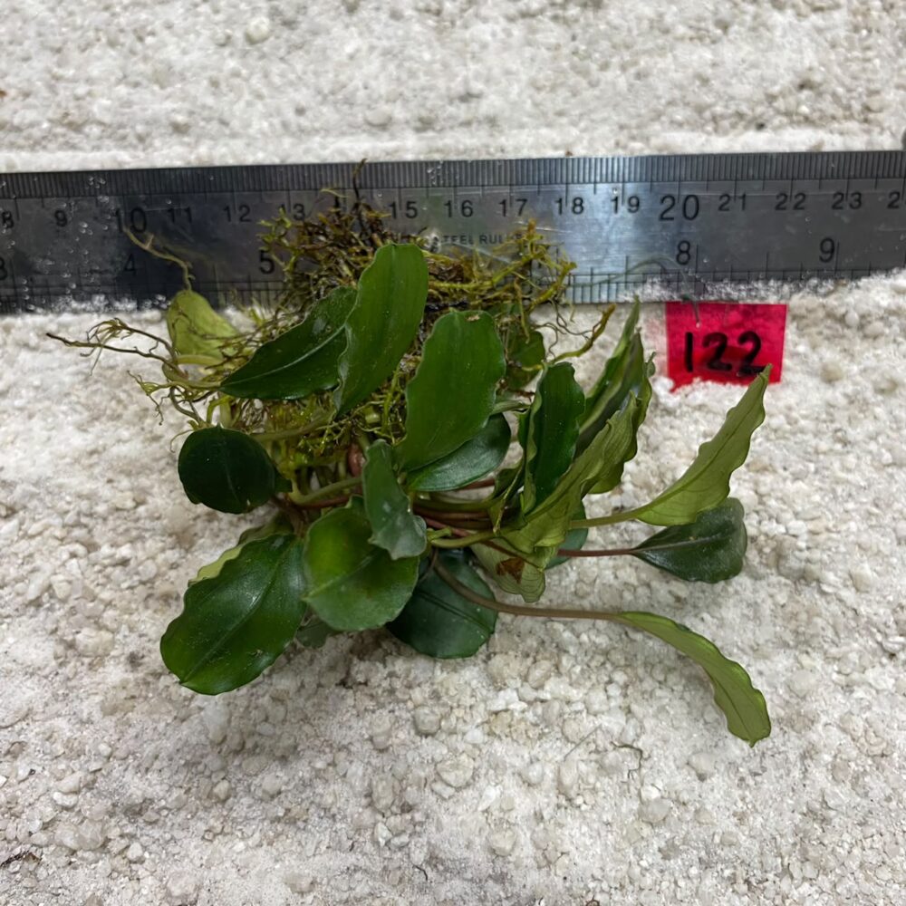 Bucephalandra Blue Green 122