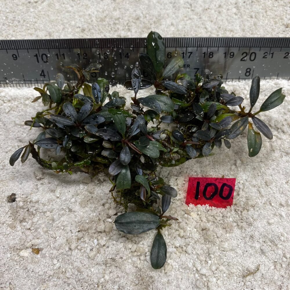 Bucephalandra Blue Venus 100