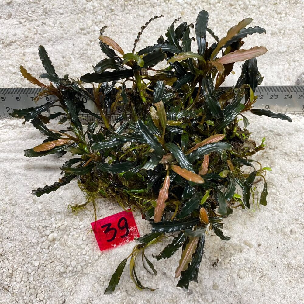 Bucephalandra Bronze Slime 39