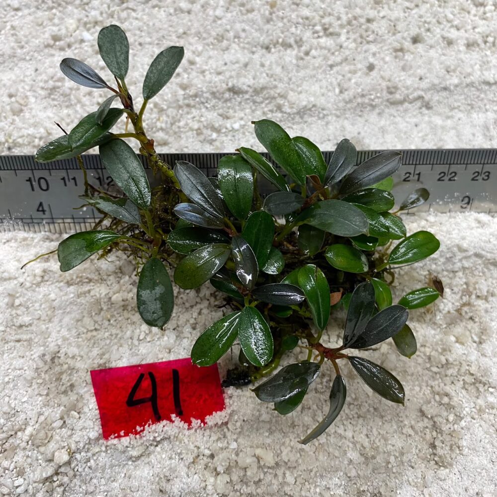 Bucephalandra Brownie 41