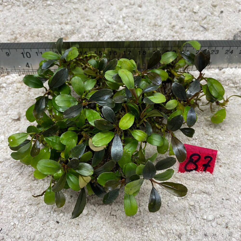 Bucephalandra Brownie 87