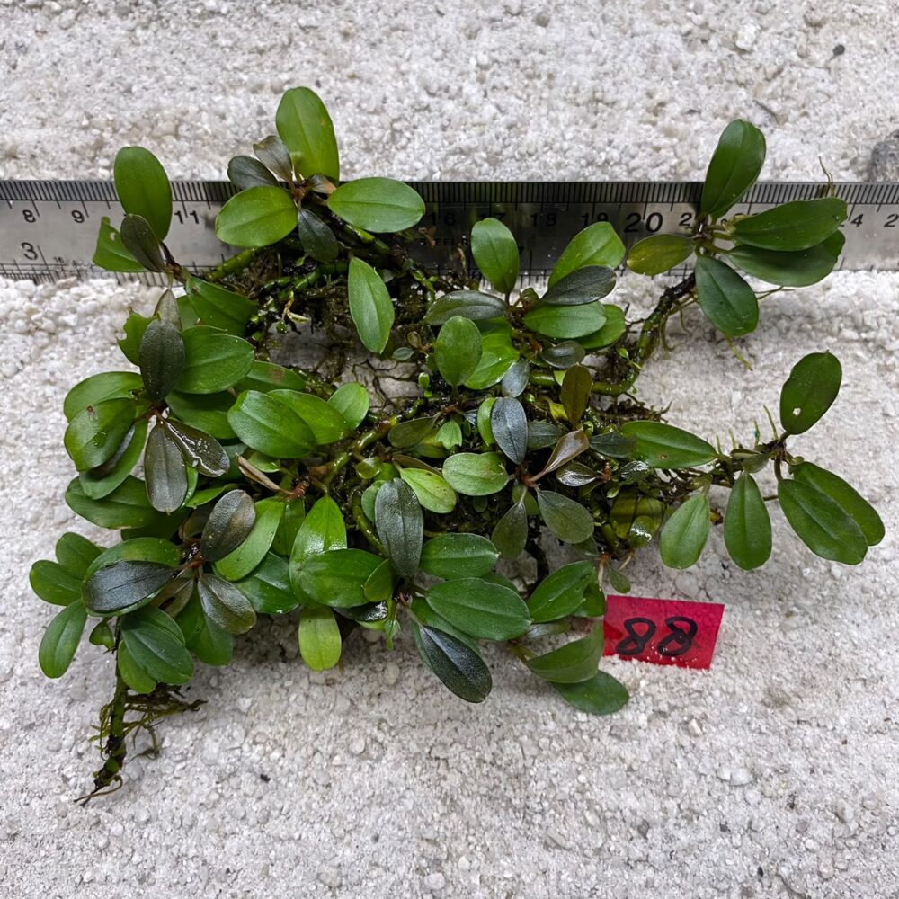 Bucephalandra Brownie 88