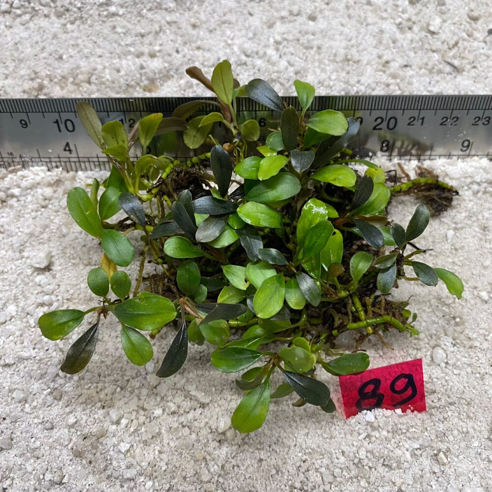 Bucephalandra Brownie 89