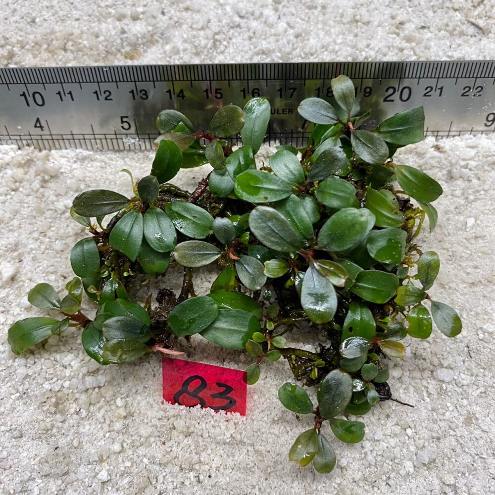 Bucephalandra Brownie Apple Leaf 83